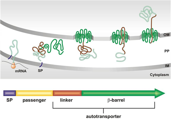 AB Mechanism