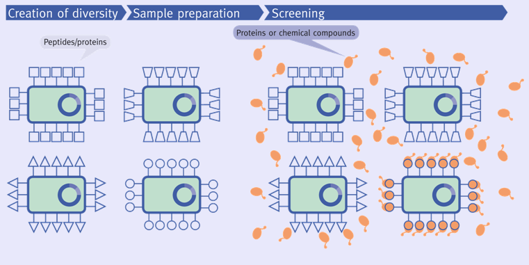AB Screening 08-11 AB Screening 08-11