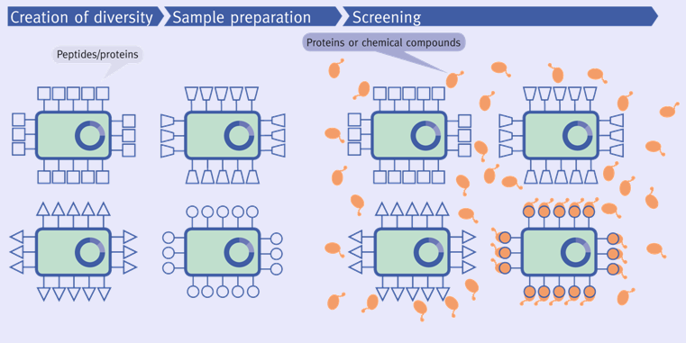 AB Screening 08-11